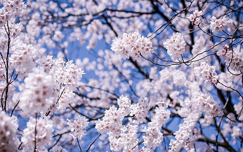 Japan, Matsumoto, Nagano Prefecture, körsbärsblommor blommar, vitblomsträd, Japan, Matsumoto, Nagano, Prefecture, Cherry, Flowers, Bloom, HD tapet HD wallpaper