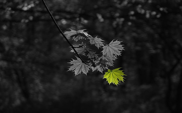 selektiv fotografering av grönt blad, selektiv färgning, blad, svartvitt, växter, HD tapet