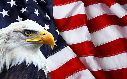 Drapeau américain et pygargue à tête blanche Symboles photo d'Amérique du Nord 3840 × 2400, Fond d'écran HD HD wallpaper