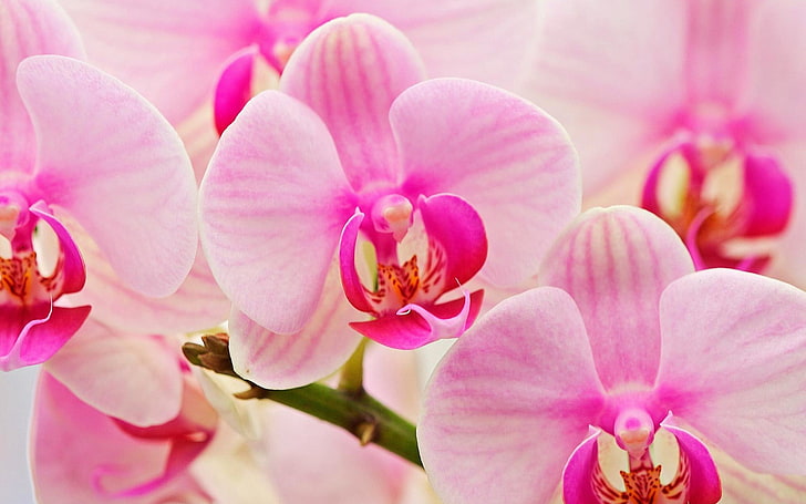 orquídea de polilla rosa y blanca, orquídeas, flores, pétalos, rayas, Fondo de pantalla HD