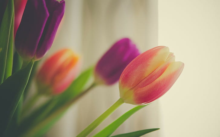 flowers, tulips, orange flowers, purple flowers, soft, HD wallpaper