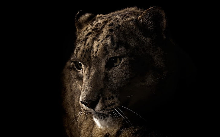 macan tutul coklat, macan tutul, wajah, bayangan, mata, Wallpaper HD