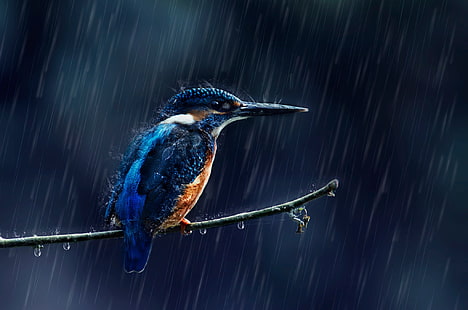 Tiere, Vögel, Regen, Eisvogel, HD-Hintergrundbild HD wallpaper