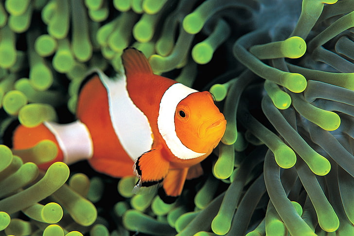 clown fish, sea, clown, under water, underwater, fish, colorful anemone, colorful anemones, HD wallpaper