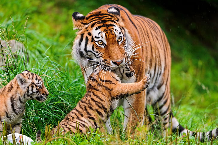 Tigri Gatto, Amur, tigri, Gatto, tigre, famiglia, Amur, erba, Sfondo HD