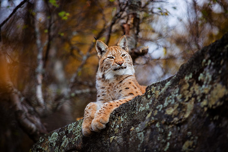 autumn, forest, cat, look, face, branches, nature, background, tree, paws, beauty, lies, lynx, wild, proud, HD wallpaper
