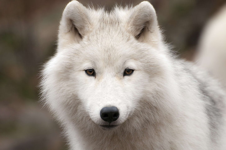 арктика, плотоядное животное, мех, хищник, живая природа, волк, HD обои