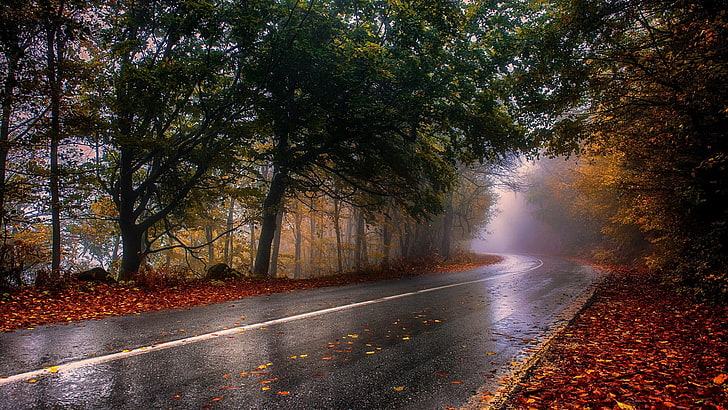 черная дорога, природа, фотография, пейзаж, мокрая, осень, дорога, туман, деревья, листья, асфальт, лес, Греция, HD обои