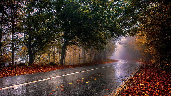 черен път, природа, фотография, пейзаж, мокро, падане, път, мъгла, дървета, листа, асфалт, гора, Гърция, HD тапет HD wallpaper