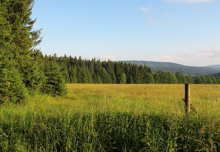 Bohemian Forest, forest, Mountain, field, Czech Republic, Bohemian Forest, narodni park Šumava, HD tapet
