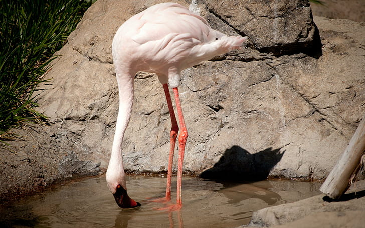 Flamingo At The Waterhole, white flamingo, waterhole, birds, flamingo, animals, HD wallpaper