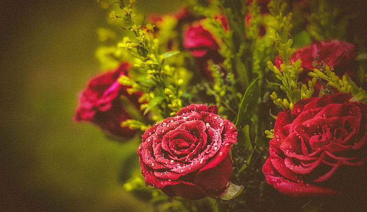 mawar merah, mawar merah merah, mawar merah, mawar - Bunga, alam, bunga, merah, tanaman, cinta, buket, daun bunga, Wallpaper HD