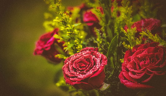 rosa vermelha, rosa vermelha, rosa vermelha - rosa, flor, natureza, flor, planta, amor, buquê, pétala, HD papel de parede HD wallpaper