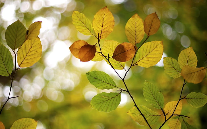 Sonbahar, yapraklar, bulanıklık, bokeh, kahverengi, sarı ve yeşil yapraklar, Sonbahar, Yapraklar, Blur, Bokeh, HD masaüstü duvar kağıdı