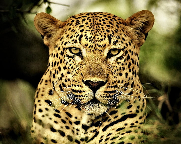 foto macan tutul, singa HD, Onça Pintada, hewan, kucing besar, Wallpaper HD