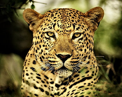 фото леопарда, HD лев, Onça Pintada, животные, большие кошки, HD обои HD wallpaper
