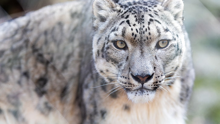 Snow leopard 4K, Snow, Leopard, HD wallpaper