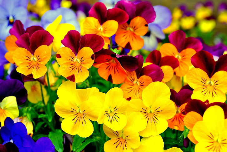 yellow and orange flowers, flowers, pansies, colorful, HD wallpaper