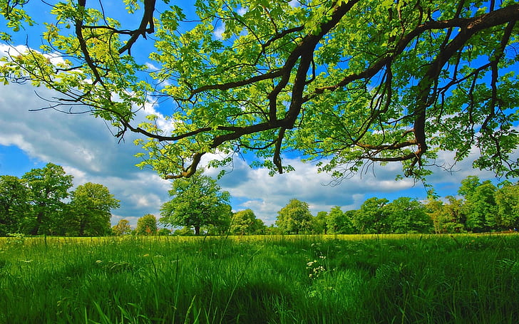 Summer, meadow, trees, grass, green, green grass field, Summer, Meadow, Trees, Grass, Green, HD wallpaper