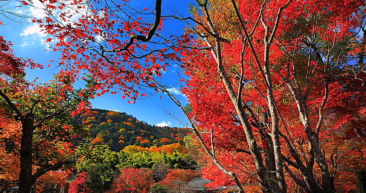 kırmızı yaprakları ağaçlar, akçaağaç yaprakları, sonbahar, ağaçlar, tepeler, kırmızı, doğa, manzara, HD masaüstü duvar kağıdı