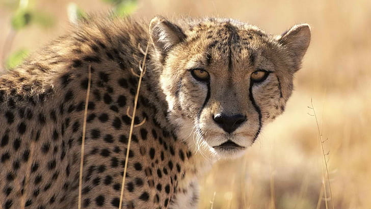 Cheetah HD, animales, guepardo, Fondo de pantalla HD