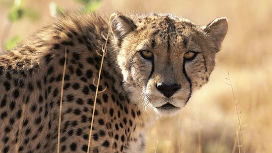 Cheetah HD, binatang, cheetah, Wallpaper HD HD wallpaper