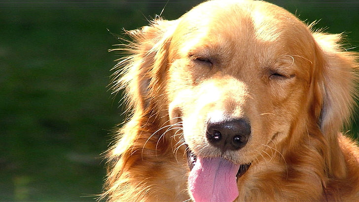 erwachsener tan golden retriever, hund, tiere, golden retriever, HD-Hintergrundbild