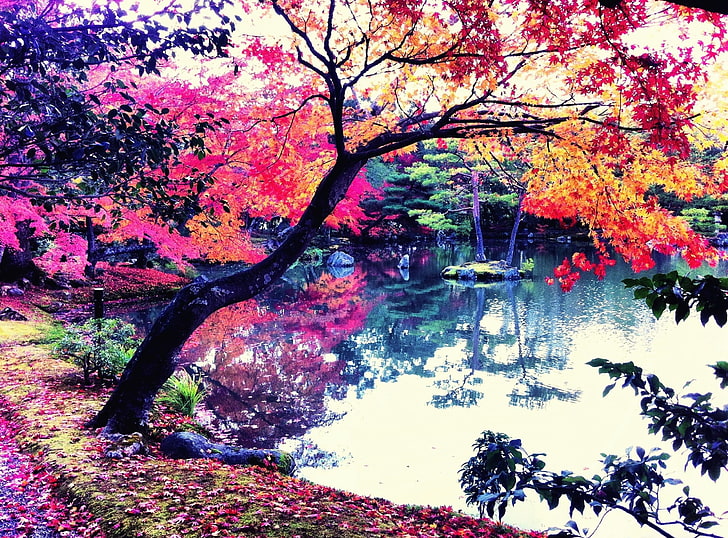 Fall i Japan, svart träd, Årstider, Höst, Asien, iPhone, Fotografi, Japan, Bild, Foto, iPhoneografi, iphoneograf, iphone endast, foto, HD tapet