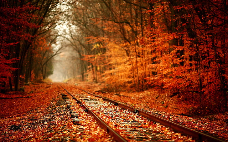 train road rail between orange leafed trees, fall, forest, nature, railway, landscape, HD wallpaper