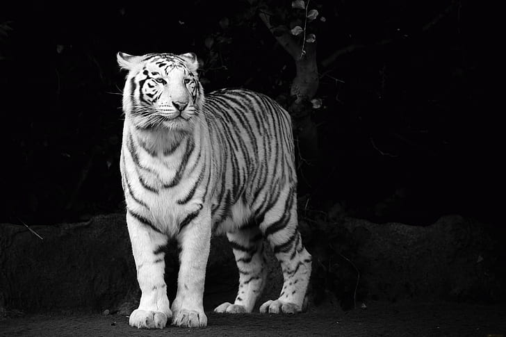 albino, animals, tiger, tigers, white, HD wallpaper