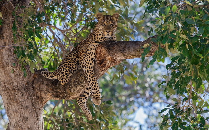 Leopard On Tree Hd Wallpaper, HD wallpaper