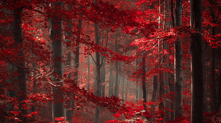 Омагьосана гора, партида от червени листа, Любов, Магия, Природа, Красива, Дървета, червени дървета, Подобна на сънища, HD тапет