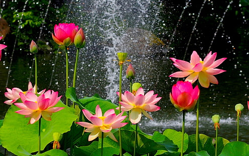 Beautiful lotus pond, pink flowers, green leaves, Beautiful, Lotus, Pond, Pink, Flowers, Green, Leaves, HD wallpaper HD wallpaper