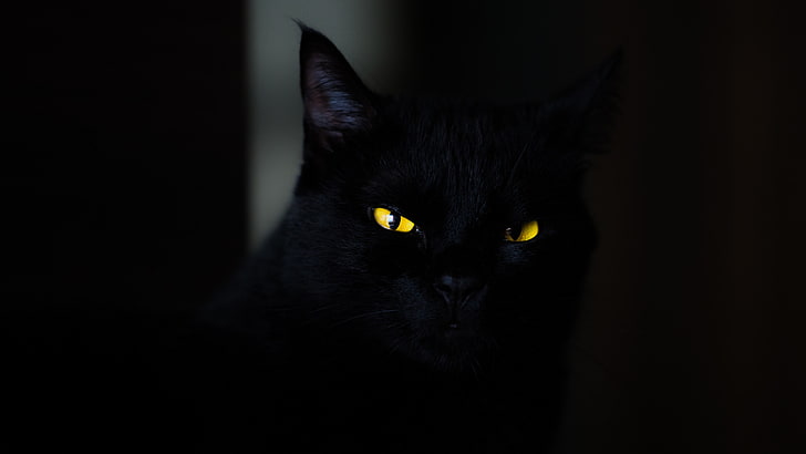 القط ، الأسود ، الأصفر ، العيون ، 4K، خلفية HD