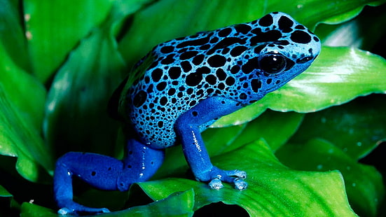 frog, animals, amphibian, poison dart frogs, nature, HD wallpaper HD wallpaper
