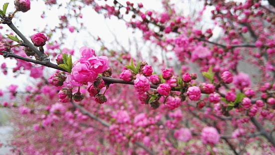 Pfirsichblüte, Blüte, HD-Hintergrundbild HD wallpaper