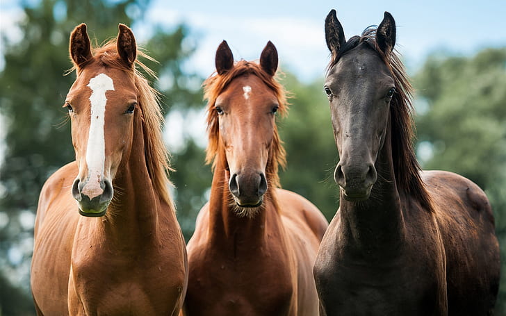 Three horses front view, Three, Horses, Front, View, HD wallpaper