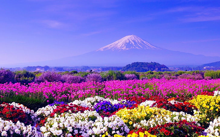 ภูเขาไฟ, ภูเขาไฟฟูจิ, สีสัน, โลก, ดอกไม้, ญี่ปุ่น, ทิวทัศน์, ภูเขาไฟ, วอลล์เปเปอร์ HD