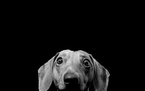 黒犬犬モノクロダックスフント1680x1050動物犬HDアート、黒、犬、 HDデスクトップの壁紙 HD wallpaper