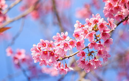 Весна, сакура, цветок, небо, ветка, розовый, вишня в цвету, синий, HD обои HD wallpaper