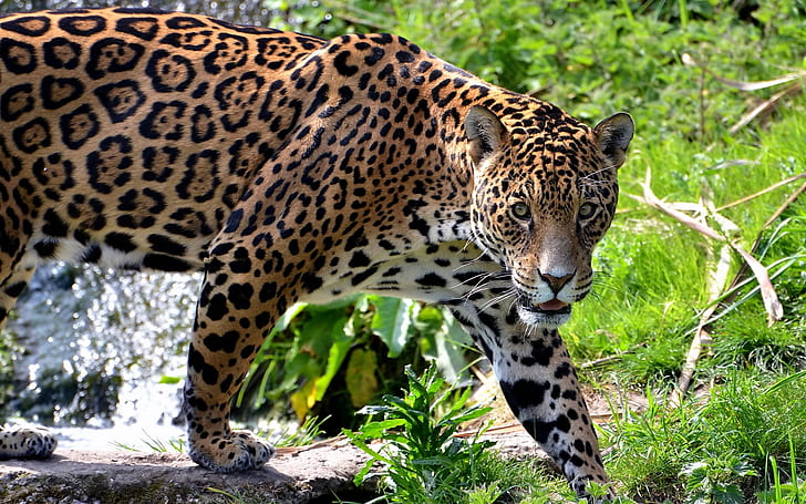 jaguar, gato grande, carnívoro, hierba, escalada, Fondo de pantalla HD