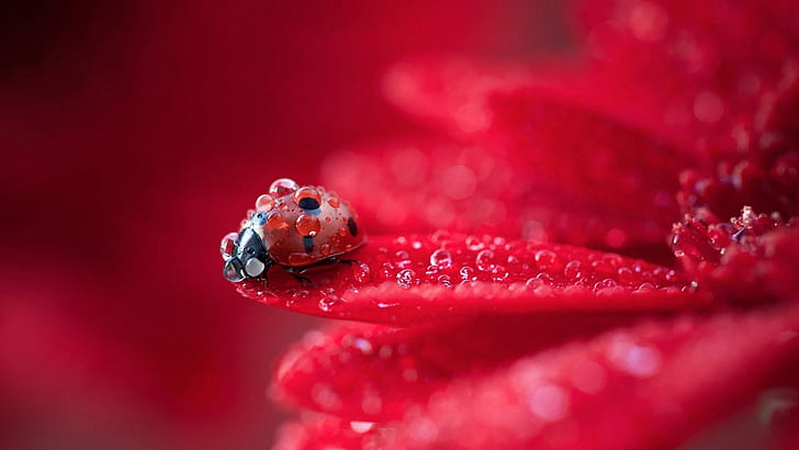 Kelopak bunga merah fotografi makro, embun, kumbang kecil, Merah, Bunga, kelopak, Makro, Fotografi, Embun, Kumbang kecil, Wallpaper HD