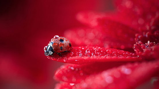 Kelopak bunga merah fotografi makro, embun, kumbang kecil, Merah, Bunga, kelopak, Makro, Fotografi, Embun, Kumbang kecil, Wallpaper HD HD wallpaper