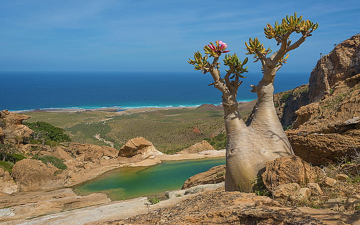 Socotra Magical Island Flora Tidak Biasa Dan Fauna Mekar Pohon Dengan Bentuk Yang Tidak Biasa Keajaiban Alam Yaman Arabian Hd Desktop Wallpaper 1920x1200, Wallpaper HD