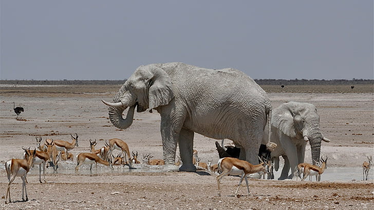nature animals landscape wildlife africa elephants water gazelle ostriches steppe horizon clear sky, HD wallpaper