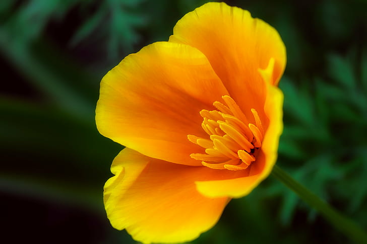yellow petaled flower blooming during daytime, california, california, Happy, yellow, flower, blooming, daytime, california  poppy, floral, closeup, macro, spring, morning, orange, nature, plant, petal, close-up, beauty In Nature, summer, flower Head, HD wallpaper