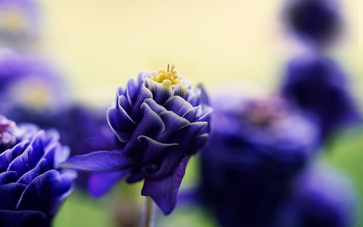 bunga, makro, bunga ungu, Wallpaper HD