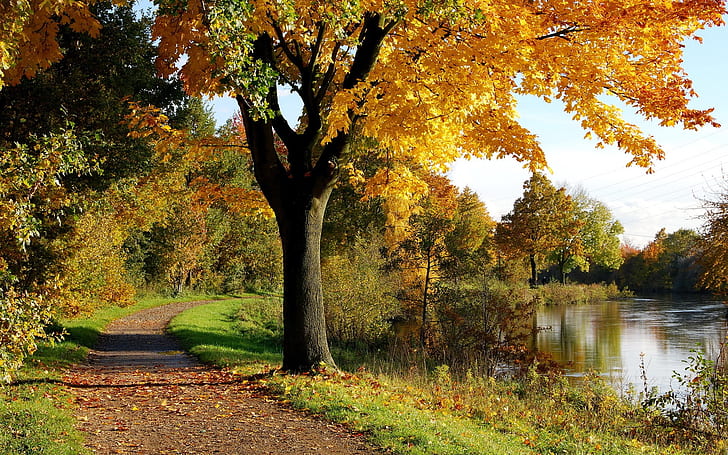 Jesienny park drzew, jesień, drzewo, park, Tapety HD