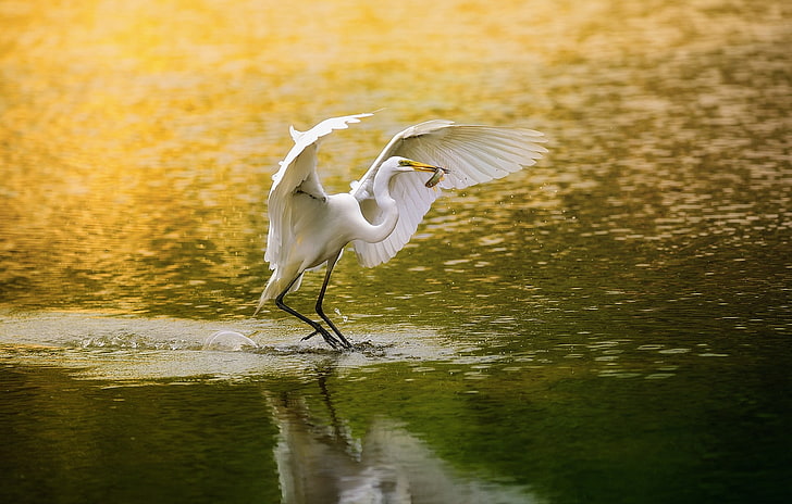weiße und graue Vogelfigur, Tiere, Vögel, Wasser, Reiher, Reflexion, HD-Hintergrundbild