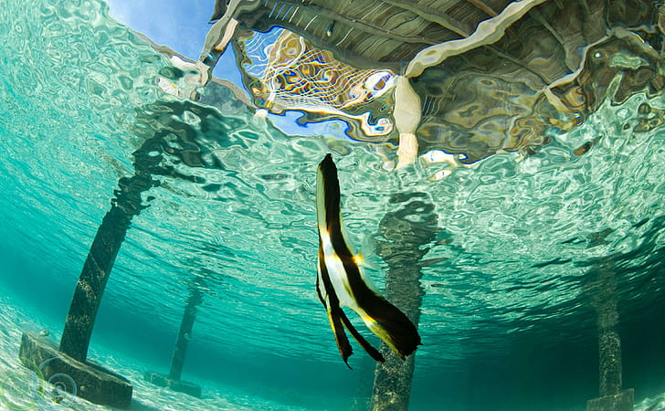 Ikan Kelelawar di bawah Blue Lagoon, tahiti, pantai, bungalow, air, bersih, polinesia, bora-bora, eksotis, vila, laut, laguna, aqua, biru, parad, Wallpaper HD